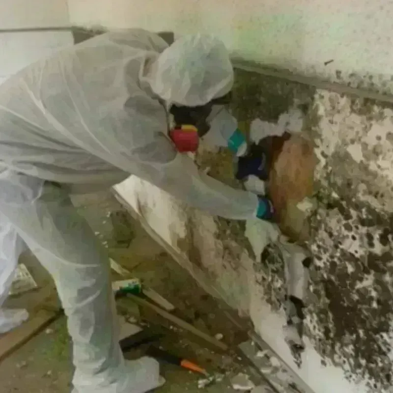 Mold Remediation and Removal in Hormigueros, PR